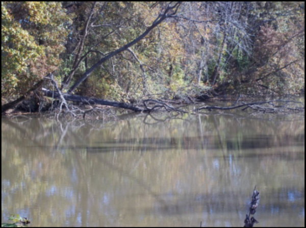 A section of the canal as it was when it was overgrown with brush. Photo by Sam Ligget